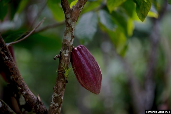 In this April 16, 2015 photo, a cacao pod hangs from a tree at the Agropampatar chocolate farm co-op in El Clavo, Venezuela.