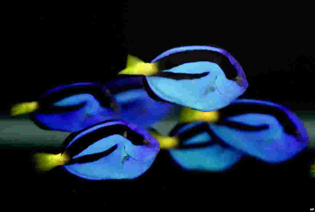 Pacific Blue Tang are shown in a tank at the University of Florida's Tropical Aquaculture Lab in Ruskin, Florida.