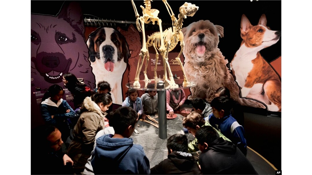 In this Tuesday, March 12, 2019 photo students from the Theodore T. Alexander Science Center School dig in an interactive display at the California Science Center in Los Angeles.