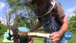 Honeybees Help Displaced Workers in West Virginia 