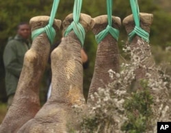 The rhinos’ ankles are tied to helicopters with extremely strong ropes