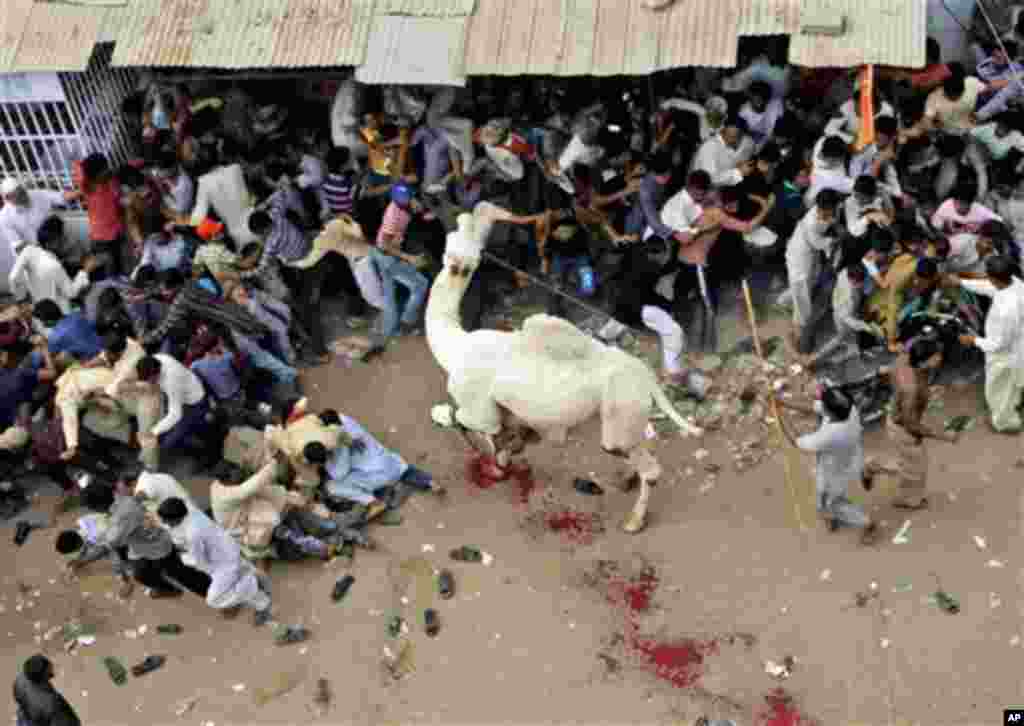 A camel attacks the crowd while being slaughtered by Pakistani butchers on the last day of Eid al-Adha, in Karachi, Pakistan, Wednesday, Nov. 9, 2011. The Eid al-Adha is an important religious holiday celebrated by Muslims worldwide to commemorate the wil