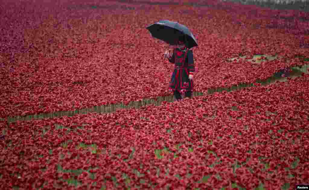 A guard (called a Yeoman Warder) walks through ceramic poppies that form part of the art installation &quot;Blood Swept Lands and Seas of Red&quot; at the Tower of London in London Oct. 29, 2014. Each poppy represents a soldier killed during the WWI. 