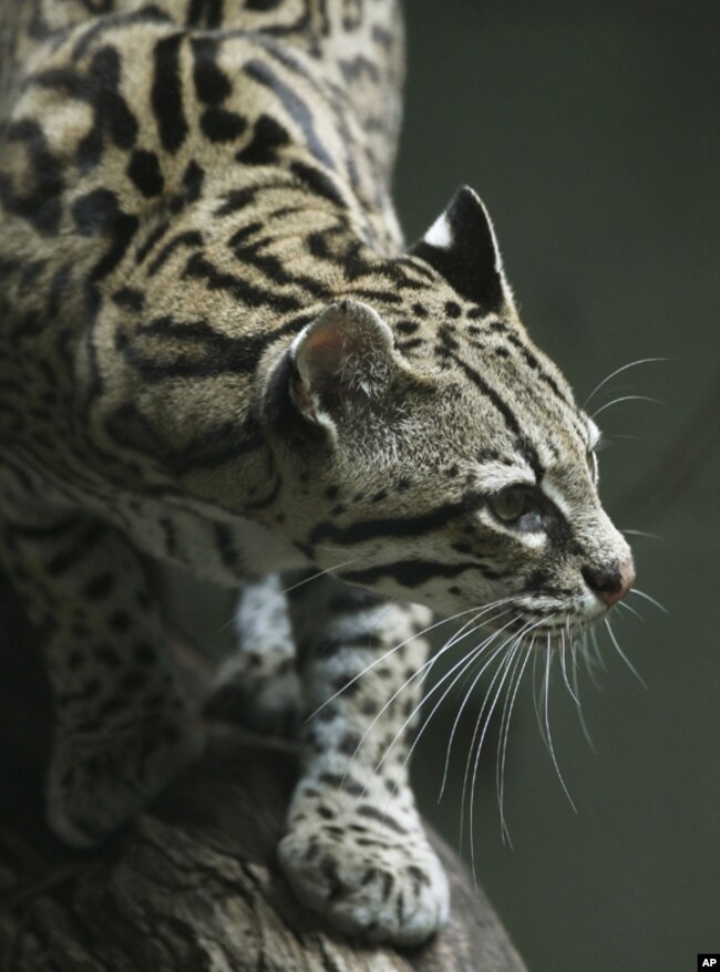 El ocelote, un felino americano que alcanza hasta medio y metro de largo, en EE.UU. está en peligro de extinción.