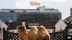 Wilco's 'Wilco (The Album)' CD