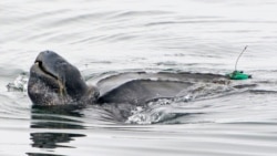 In this July 5, 2017, photo provided by Kate Cummings, is a leatherback turtle swimming in the Pacific Ocean near Moss Landing, Calif. (Kate Cummings via AP)
