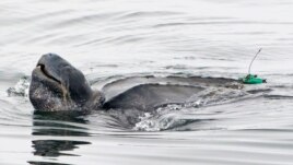 In this July 5, 2017, photo provided by Kate Cummings, is a leatherback turtle swimming in the Pacific Ocean near Moss Landing, Calif. (Kate Cummings via AP)