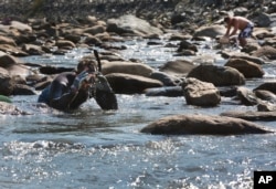 FILE - Chris Hall gets ready to search for gold in the Wild Ammonoosuc River in Bath, N.H., Sept. 4, 2016.