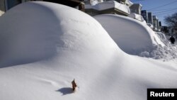 2016年1月24日新泽西州被雪埋没的汽车