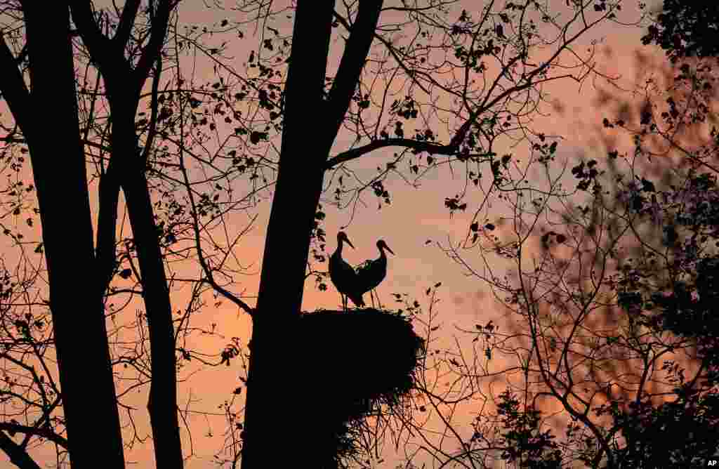 Two white storks stand close to each other in their nest on a tree in Zerbolo, Italy.