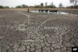 FILE - Livestock find water on parched land in India, July 15, 2014. Half of the four billion people faced with water scarcity live in China and India.