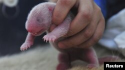 Un oso panda recién nacido es manipulado por un empleado del zoológico Bifengxia de China. El domingo por la noche nació un cachorro de oso panda en el zooloógico nacional de Washington DC.