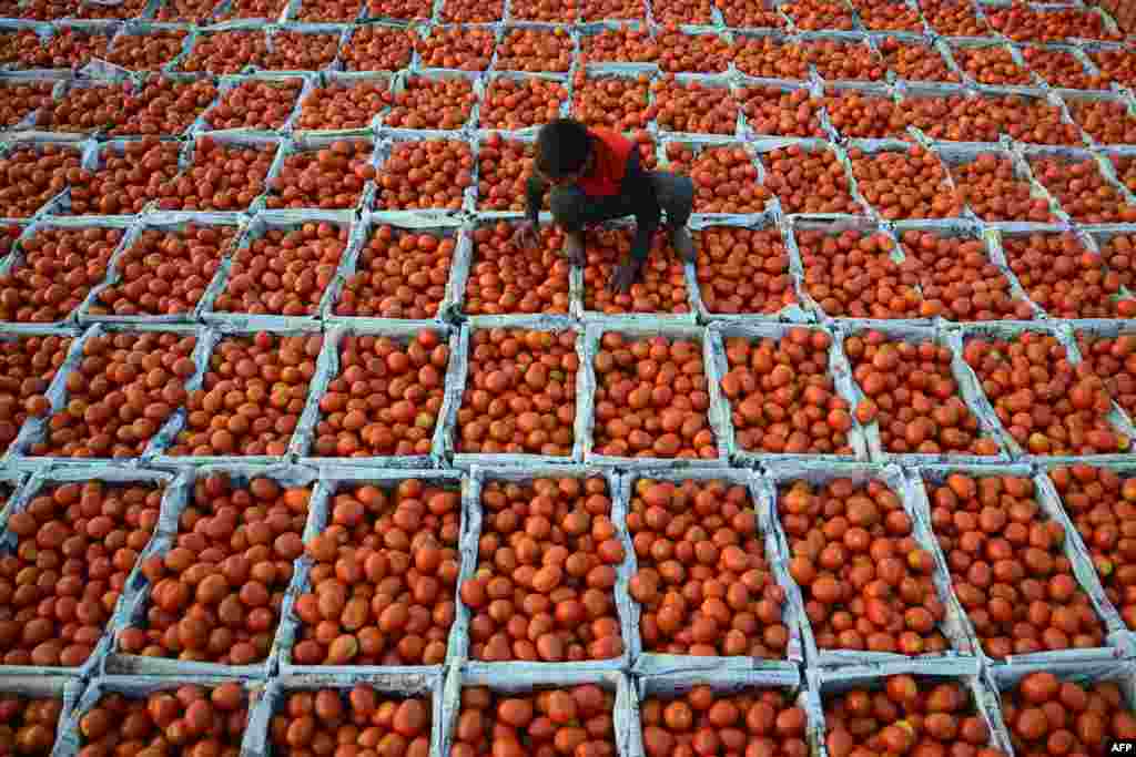 A young boy working at a wholesale vegetable market sorts through tomatoes in Jalandhar, India.