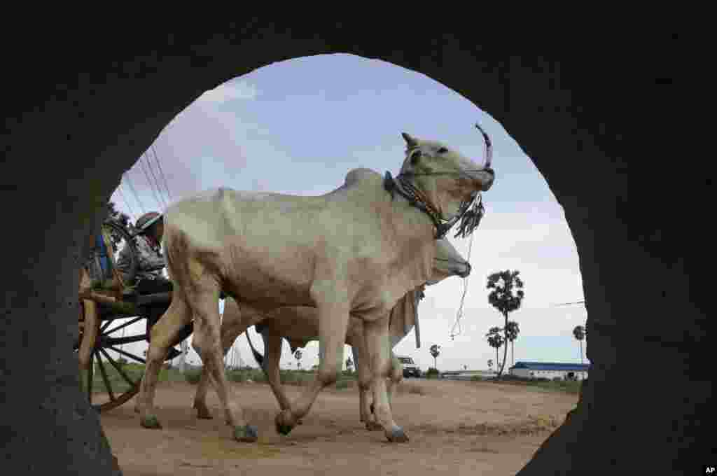 A Cambodian farmer rides her oxcart after her day&#39;s work in the rice farm at Samraong Teav village on the outskirts of Phnom Penh, Cambodia.