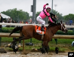 Luis Saez rides Maximum Security across the finish line first during the 145th running of the Kentucky Derby horse race at Churchill Downs, May 4, 2019, in Louisville, Ky.