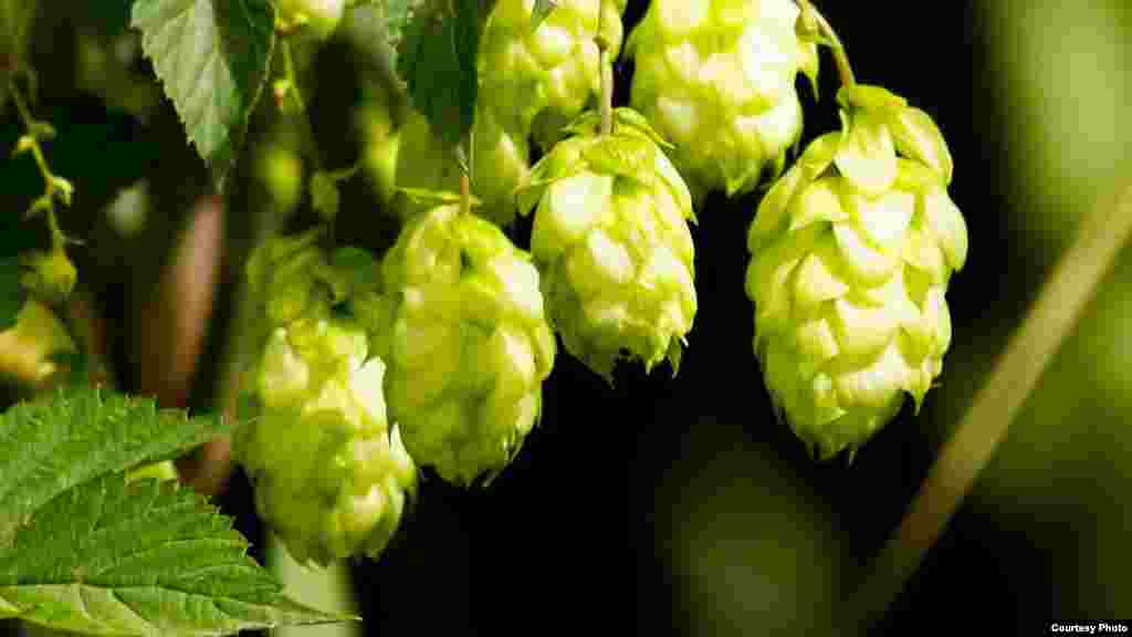 Craft brewers create a range of new flavors based on the hops, &quot;the heart and soul&quot; of artisanals, says brewer Andre de Beer. (Photo Credit: South African Breweries)