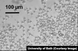 Microscope picture of cellulose microbeads that researchers at the University of Bath have developed. (Credit: University of Bath)