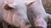 韩国利用猪粪发电 盼能取代石油