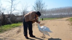 Recep Mirzan, a 63-year-old retired postal worker, shares a moment with Garip, a female swan that he rescued 37 years ago, in Turkey's western Edirne province, bordering Greece, on February 6, 2021. (AP Photo/Ergin Yildiz)