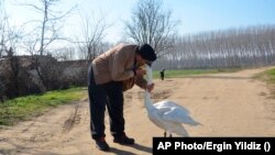 Recep Mirzan, a 63-year-old retired postal worker, shares a moment with Garip, a female swan that he rescued 37 years ago, in Turkey's western Edirne province, bordering Greece, on February 6, 2021. (AP Photo/Ergin Yildiz)