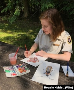 Rosalie Haizlett working on her paintings in Great Smokey Mountains National Park.