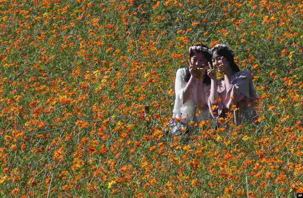 Women pose to take pictures in a field of cosmos flowers at the Olympic Park in Seoul, South Korea.