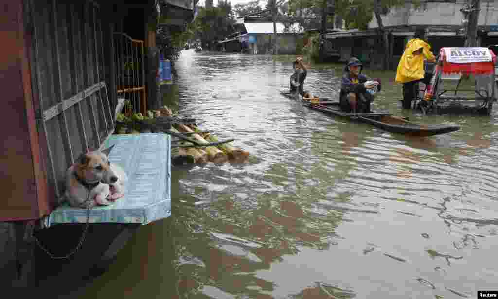 A dog sits at a closed "sari-sari" store (local convenience shop) along a flooded road in Butuan city on the southern Philippine island of Mindanao. The death toll from the floods and landslides caused by a lingering low-pressure area climbed to 34 on Friday, while more than 300,000 people are displaced.
