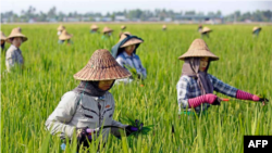 Women farm workers tending to a rice plantation outside Naypyidaw on 1 May, 2018 during Labour Day in Myanmar.