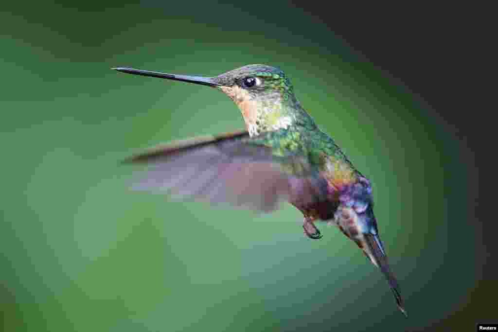 A female coeligena helianthea hummingbird is seen flying in the Paramuno corridor on Monserrate hill in Bogota, Colombia.