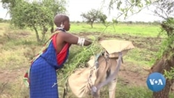 Kenyan Court Lifts Ban on Donkey Slaughter 
