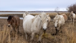 Horses graze on the grounds of the Pleistocene Park outside the town of Chersky, Sakha (Yakutia) Republic, Russia, September 13, 2021. (REUTERS/Maxim Shemetov)