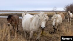 Horses graze on the grounds of the Pleistocene Park outside the town of Chersky, Sakha (Yakutia) Republic, Russia, September 13, 2021. (REUTERS/Maxim Shemetov)