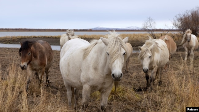 Horses graze on the grounds of the Pleistocene Park outside the town of Chersky, Sakha (Yakutia) Republic, Russia, September 13, 2021. (REUTERS/Maxim Shemetov)