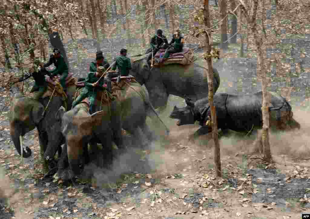 A relocated rhino runs toward a Nepalese forestry and technical team after being released in Chitwan National Park some of 250 kilometers south of Kathmandu, April 3, 2017.