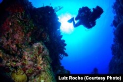 Bart Shepherd dives into the "twilight zone," deep, dimly lit reefs 60-150 meters beneath the surface. He and Luiz Rocha are some of the only scientists trained to explore at these depths.