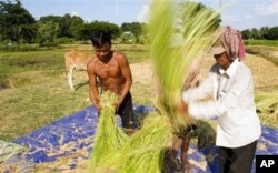 ដោយកម្ពុជា​មាន​ដី​កសិកម្ម​រហូត​ដល់​២លាន​៧សែនហិកតា អ្នក​ជំនាញ​ខាង​កសិកម្ម​សង្ឃឹម​ថា វិធីសាស្ត្រ​ថ្មី​និង​ស្រូវ​ពូជ​ថ្មី​នេះ​អាច​ជួយ​ឲ្យ​ប្រទេស​នេះ​អាច​សម្រេច​បាន​នូវ​គោលដៅនាំ​ចេញ​ស្រូវ​ចំនួន​១លាន​តោន​ក្នុង​មួយ​ឆ្នាំនៅ​ឆ្នាំ​២០១៥។