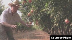 Irrigation pioneer Daniel Hillel checks his orchards near his home in Israel