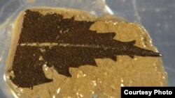 This 24,700-year-old leaf, dated by radiocarbon, was found in sediment cores from Japan’s Lake Suigetsu. (Credit: Richard Staff)