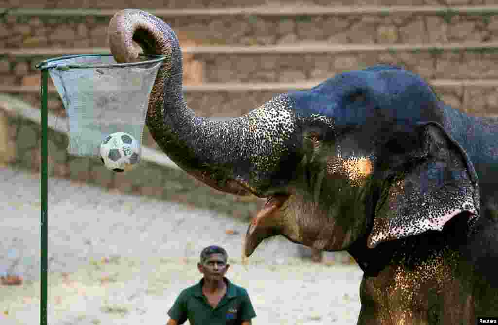 Seekor gajah bermain basketball pada pertunjukan di kebun binatang Kolombo, Sri Lanka.