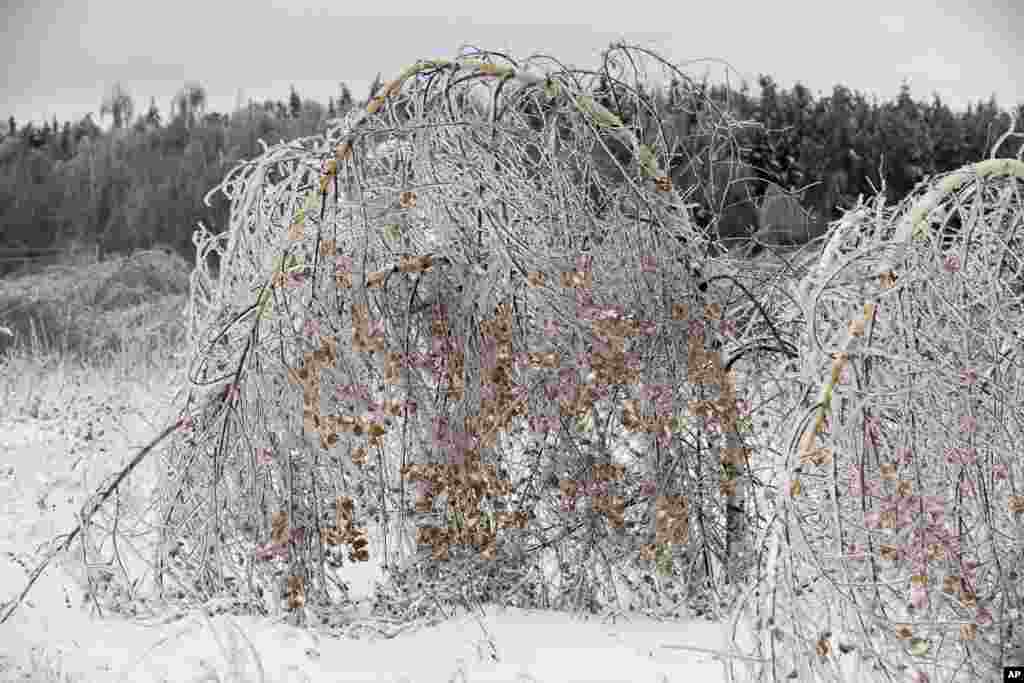 Icy tree branches are seen after freezing rain in Yakhroma, some 50 kilometers (31 miles) from Moscow, Russia.