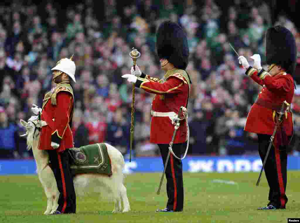 La mascota de la Banda Regimental y Cuerpo de Tambores del Regimiento Real de Gales, participa en la Copa RBS de Seis Naciones de rugbi, en Cardif, Gran Breta&ntilde;a.