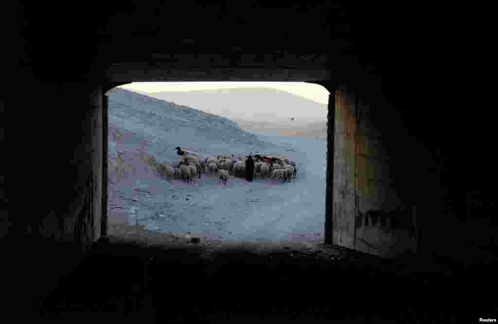 요르단강 서안&nbsp; 칸알아마르의 베두인 마을에서 여성이 목동이 양떼를 몰고 있다.