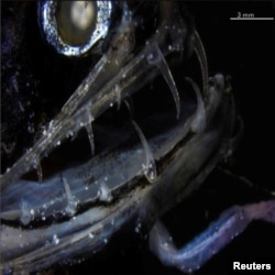 The transparent teeth of the deep-sea dragonfish are shown in this photograph released from San Diego, California, U.S., on June 5, 2019. Courtesy Audrey Velasco-Hogan/Handout via REUTERS