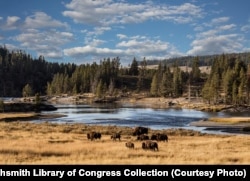 Bison in Yellowstone, the world's first national park, established in 1872