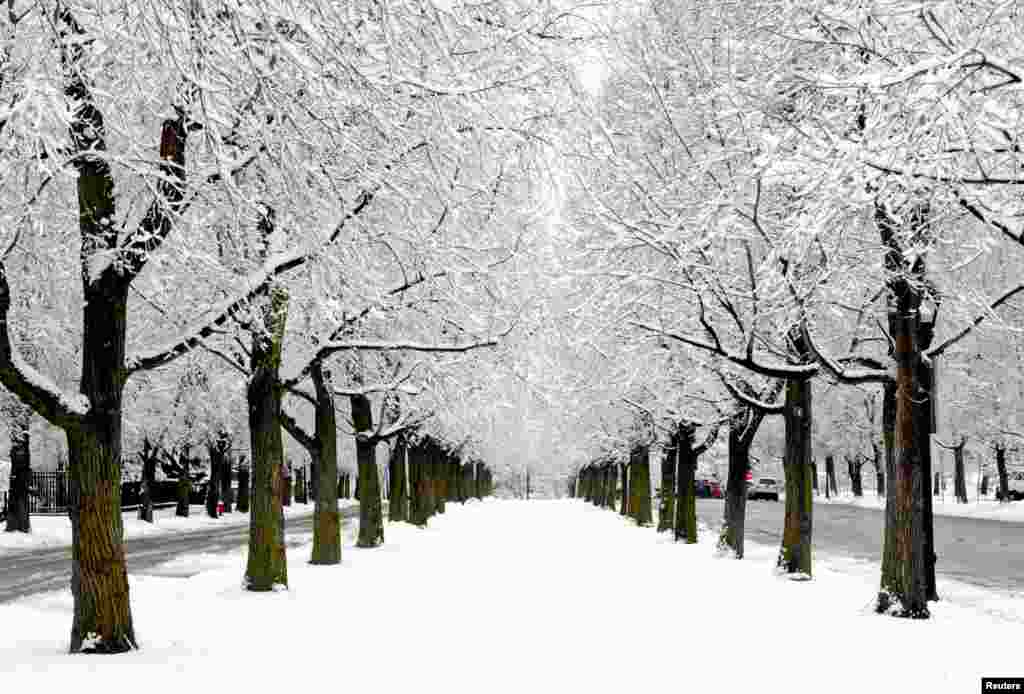 Snow covered branches as seen on Lincoln Blvd. in Buffalo, New York.