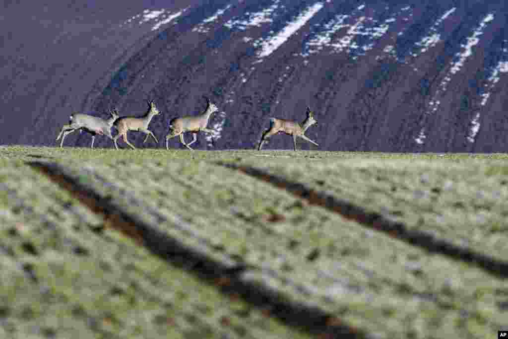 Beberapa rusa berlarian di atas padang rumput di dekat Hirschling, Jerman selatan.