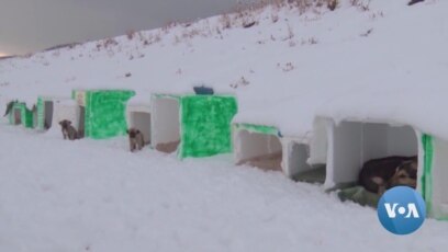 How Locals in Turkish City Help Stray Animals Survive Cold Winter How Locals in Turkish City Help Stray Animals Survive Cold Winter