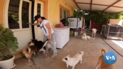 Iraqi Kurdish Family Turns Home into Animal Shelter
