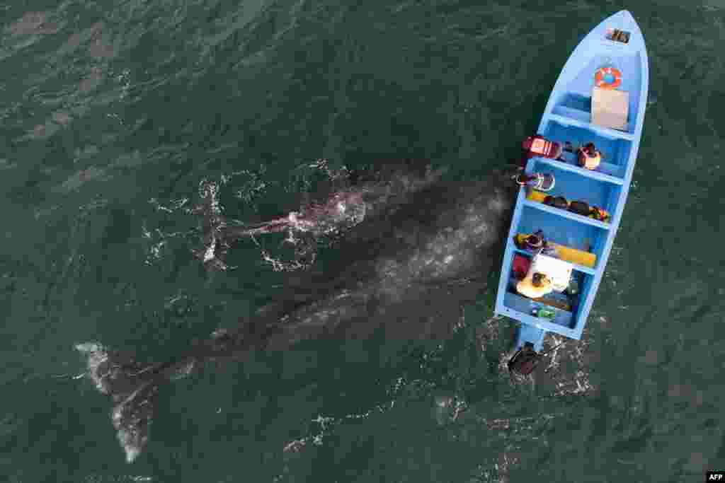 An aerial view of gray whales swimming near watching boat at Ojo de Liebre Lagoon in Guerrero Negro, Baja California Sur state, Mexico.