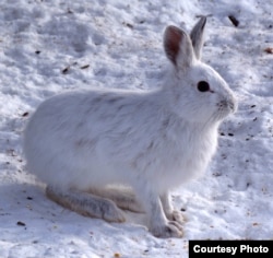 Snowshoe hares with proper camouflage have a significantly higher chance of survival. (Photo courtesy of D. Gordon E. Robertson/Wikimedia Commons)